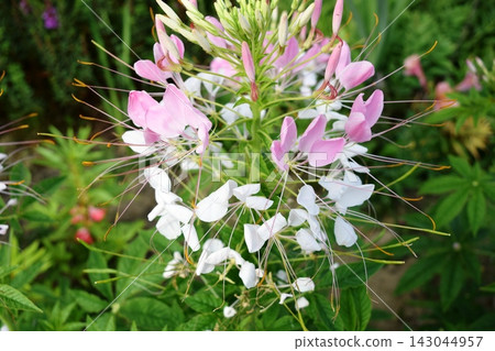 Western-style butterfly flower (Cleome) Western-style butterfly flower (Cleome) 143044957