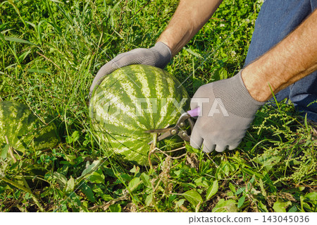 Gardener in gloves cutting watermelon stem during summer harvest Gardener in gloves cutting watermelon stem during summer harvest 143045036