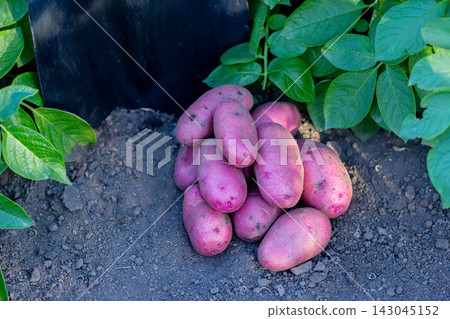 Long red potatoes gathered and a shovel in autumn garden. Long red potatoes gathered and a shovel in autumn garden. 143045152