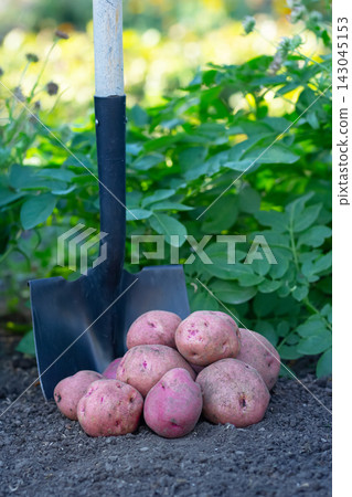 Big red potatoes gathered and a shovel in autumn garden. Big red potatoes gathered and a shovel in autumn garden. 143045153