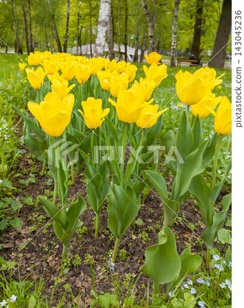 Low Angle View of Bright Yellow Tulips Blooming in City Park Low Angle View of Bright Yellow Tulips Blooming in City Park 143045236