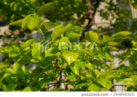 The fresh green leaves of the persimmon tree, glistening in the morning sun. The fresh green leaves of the persimmon tree, glistening in the morning sun. 143045323