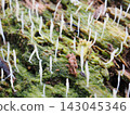 White, wriggly creatures on a fallen tree (20260917083152) 143045346