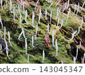White, wriggly creatures on a fallen tree (20260917083200) 143045347