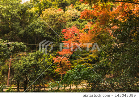A single tree with vibrant autumn leaves stands out beautifully amidst the greenery. A single tree with vibrant autumn leaves stands out beautifully amidst the greenery. 143045399