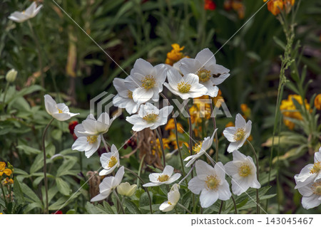 White Anemone Flowers with Yellow Centers in Bloom White Anemone Flowers with Yellow Centers in Bloom 143045467