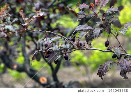 Purple-Leaved Prunus Tree with Small Dark Fruits Purple-Leaved Prunus Tree with Small Dark Fruits 143045588