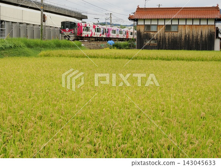 玫瑰之城福山，穿越豐收的金秋時節（227系列ラッピngu列車） 143045633