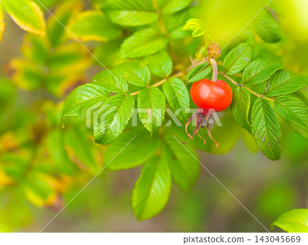 The cute rose bush berries have begun to change color in September, amidst the lingering heat of late summer. The cute rose bush berries have begun to change color in September, amidst the lingering heat of late summer. 143045669