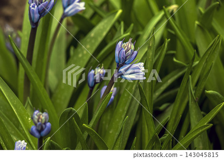 Pale Blue Hyacinthoides Flowers and Blue Buds Among Leaves Pale Blue Hyacinthoides Flowers and Blue Buds Among Leaves 143045815