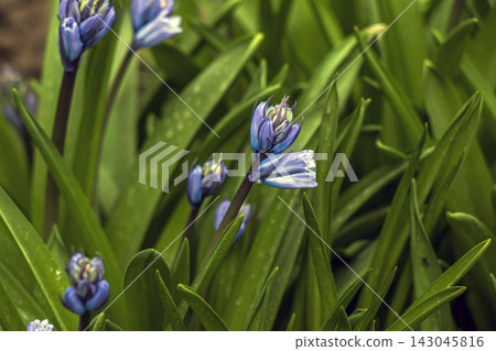 Blue Hyacinthoides Buds with a Pale Bell-Shaped Flower Blue Hyacinthoides Buds with a Pale Bell-Shaped Flower 143045816