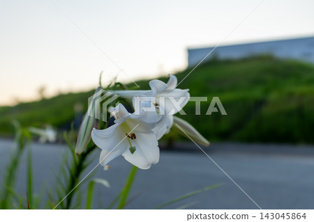 黃昏時分,街角盛開著美麗的白色百合。 黃昏時分,街角盛開著美麗的白色百合。 143045864