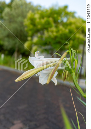 黃昏時分,街角盛開著美麗的白色百合。 黃昏時分,街角盛開著美麗的白色百合。 143045869