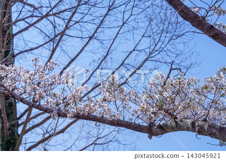 盛開的櫻花枝條在藍天的襯托下格外醒目:春天來了,日本的景色也隨之而來。 盛開的櫻花枝條在藍天的襯托下格外醒目:春天來了,日本的景色也隨之而來。 143045921