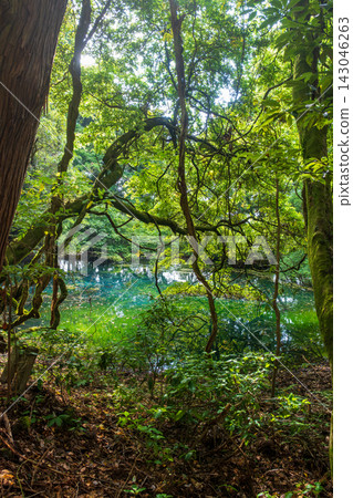 山形縣湯座町的丸池池閃耀著翠綠的光芒。 山形縣湯座町的丸池池閃耀著翠綠的光芒。 143046263