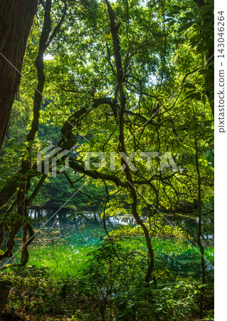 山形縣湯座町的丸池池閃耀著翠綠的光芒。 143046264