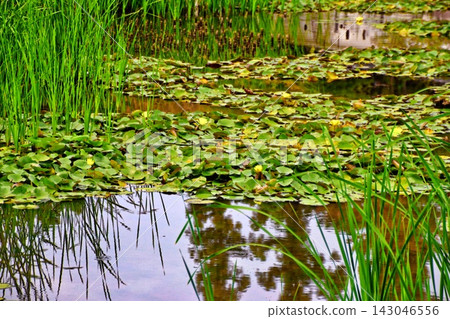 濱寺公園玫瑰園池塘裡盛開著蓮花和水生植物。 濱寺公園玫瑰園池塘裡盛開著蓮花和水生植物。 143046556