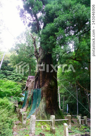 9737 河野權現天龍寺大杉樹 9737 河野權現天龍寺大杉樹 143046906
