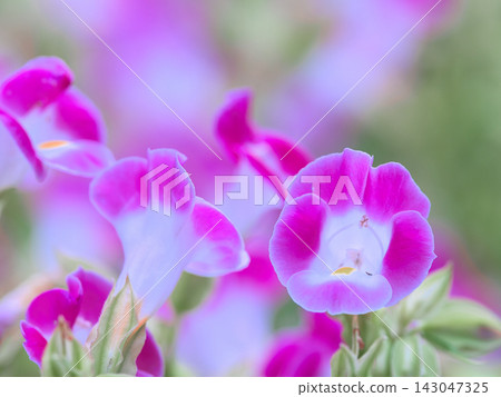 Cute pink Torenya Cute pink Torenya 143047325