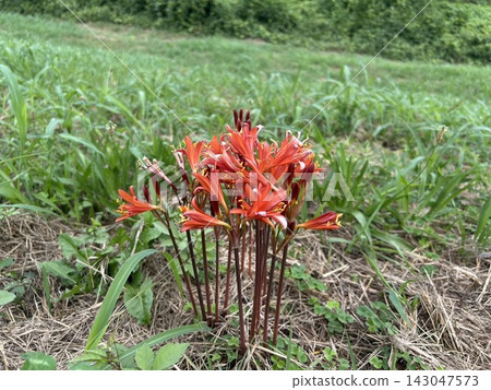 草地上盛開著紅橙色的夏花 草地上盛開著紅橙色的夏花 143047573