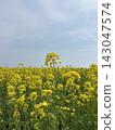 春日的天空下，一片油菜花田綿延展開。 143047574
