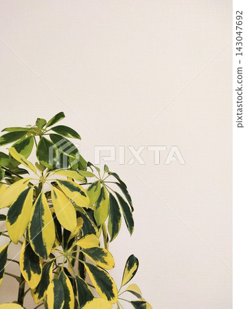 大葉盆栽植物和牆壁 大葉盆栽植物和牆壁 143047692