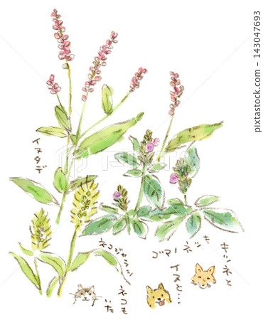 一幅秋日田野的水彩素描插圖，描繪了匍匐爵床、長毛茛和狗尾草。 143047693