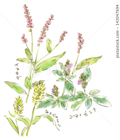 一幅秋日田野的水彩素描插圖，描繪了匍匐爵床、長毛茛和狗尾草。 143047694