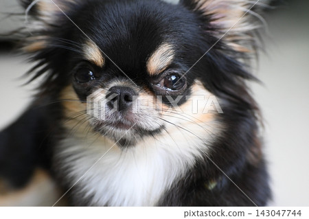 tiny black and brown furry dog in home, cute chihuahua canine tiny black and brown furry dog in home, cute chihuahua canine 143047744