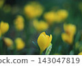 淡黃色。 143047819