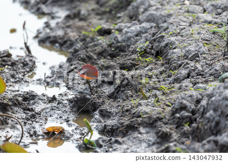 Young plant emerging from wet muddy soil small green sprouts standing water showing natural growth regeneration resilience rural environment Young plant emerging from wet muddy soil small green sprouts standing water showing natural growth regeneration resilience rural environment 143047932