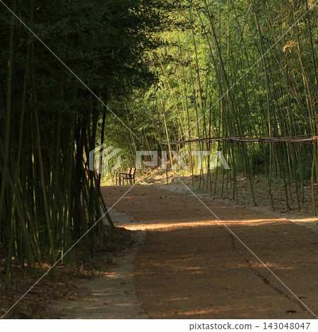 Path Through a Bamboo Grove Path Through a Bamboo Grove 143048047