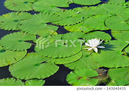 Water lilies, Shiroyama Park, Okegawa City, Saitama Prefecture Water lilies, Shiroyama Park, Okegawa City, Saitama Prefecture 143048435
