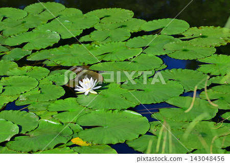 Water lilies, Shiroyama Park, Okegawa City, Saitama Prefecture Water lilies, Shiroyama Park, Okegawa City, Saitama Prefecture 143048456