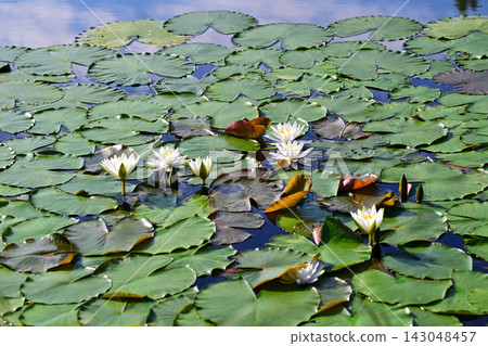 Water lilies, Shiroyama Park, Okegawa City, Saitama Prefecture Water lilies, Shiroyama Park, Okegawa City, Saitama Prefecture 143048457