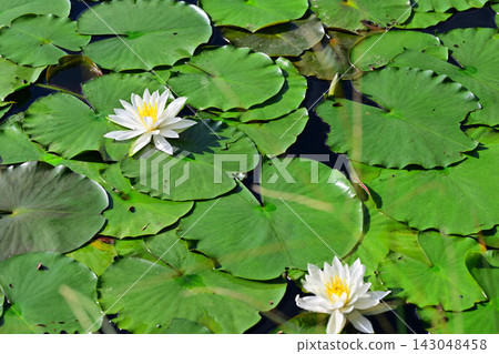 Water lilies, Shiroyama Park, Okegawa City, Saitama Prefecture Water lilies, Shiroyama Park, Okegawa City, Saitama Prefecture 143048458