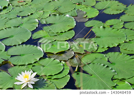 Water lilies, Shiroyama Park, Okegawa City, Saitama Prefecture Water lilies, Shiroyama Park, Okegawa City, Saitama Prefecture 143048459