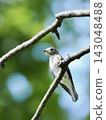一隻野生候鳥，亞洲褐鶲（Muscicapidae），站在藍天和翠綠的背景下，周圍留有美麗的空白區域。 143048488