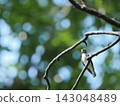 陽光透過樹葉灑下，形成美麗的散景效果，一隻可愛的亞洲棕色鶲仰望著天空，畫面留有空白區域。 143048489