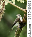 秋季候鳥－亞洲褐鶲（Muscicapidae）的可愛鳥類攝影作品，以及美麗的綠色留白。 143048491