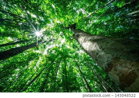 The fresh green leaves and rays of sunlight spread above the secondary beech forest of Appi Plateau. The fresh green leaves and rays of sunlight spread above the secondary beech forest of Appi Plateau. 143048522