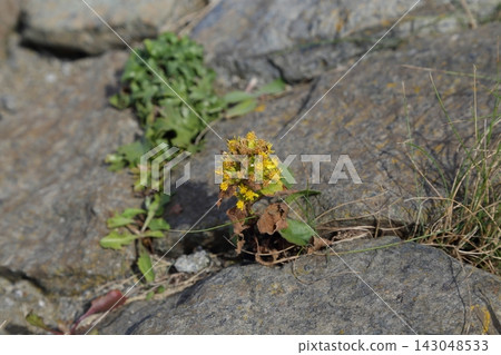 埃里莫岬岩石海岸上盛開著大花金雞菊。 143048533