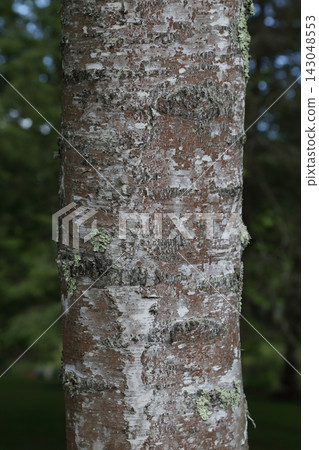 Close-up of the bark of a potpourrifolia birch tree planted in the Tomakomai Research Forest in Hokkaido. Close-up of the bark of a potpourrifolia birch tree planted in the Tomakomai Research Forest in Hokkaido. 143048553