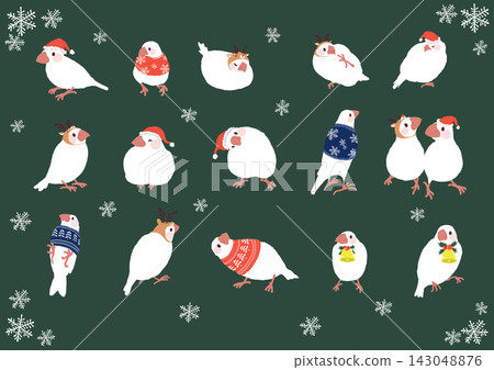 Cute white Java sparrow Christmas design for winter Cute white Java sparrow Christmas design for winter 143048876