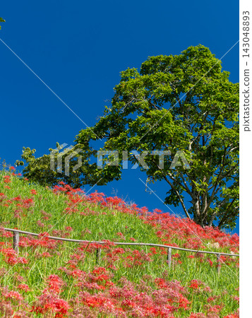 藍天下的山坡上，彼岸花盛開。 143048893