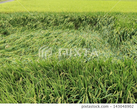 Rice plants that fell over before harvest Rice plants that fell over before harvest 143048902