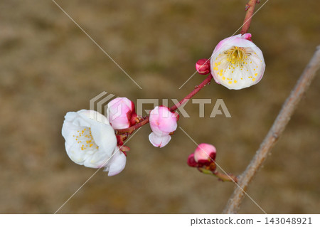 舊藤田家庭園的梅花 舊藤田家庭園的梅花 143048921