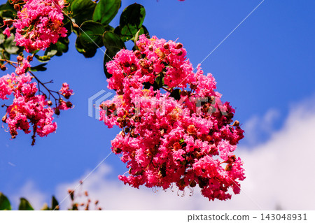 在藍天的縐綢加州桂花 在藍天的縐綢加州桂花 143048931
