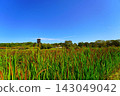Red rice stalks swaying in the clear sky and wind 143049042