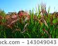 Red rice fields and clear skies in Kibitsu 143049043